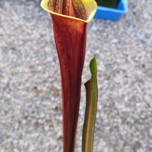 Il s'agit d'une plante carnivore de type sarraceni, avec des pièges bien rouge et le haut est de couleur vert jaune.