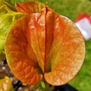 Il s'agit d'une plante carnivore de type sarracenia, on voit le haut du piège qui est totalement de couleur orangé.