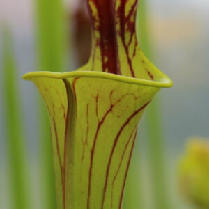 Il s'agit d'une plante carnivore de la famille des sarracenia ornata, elle est verte et possède des veines foncées