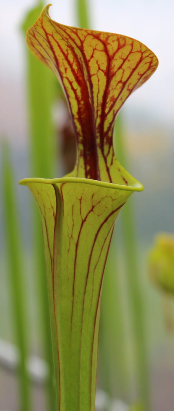 Il s'agit d'une plante carnivore de la famille des sarracenia ornata, elle est verte et possède des veines foncées