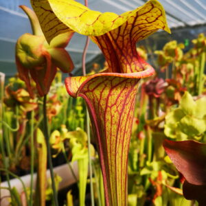 C'est une plante carnivore de la famille des sarracenia, elle possède des pièges en forme de tube avec une forme de bac verseur.