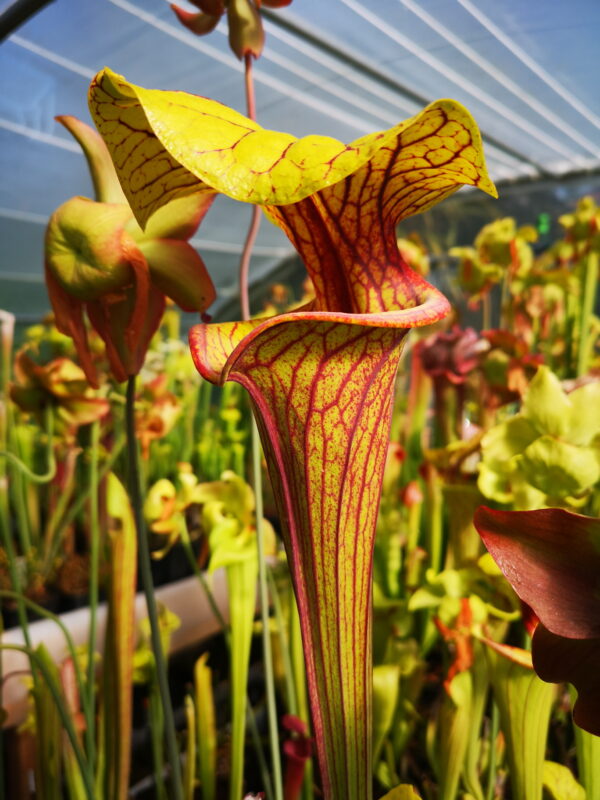 C'est une plante carnivore de la famille des sarracenia, elle possède des pièges en forme de tube avec une forme de bac verseur.