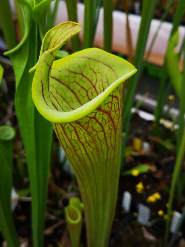 Il s'agit d'une plante carnivore de type ornata lidless, l'opercule est atrophiée