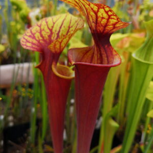 Il s'agit d'une plante carnivore de type sarracenia rubricorpora, elle possède des pièges en forme de tube.