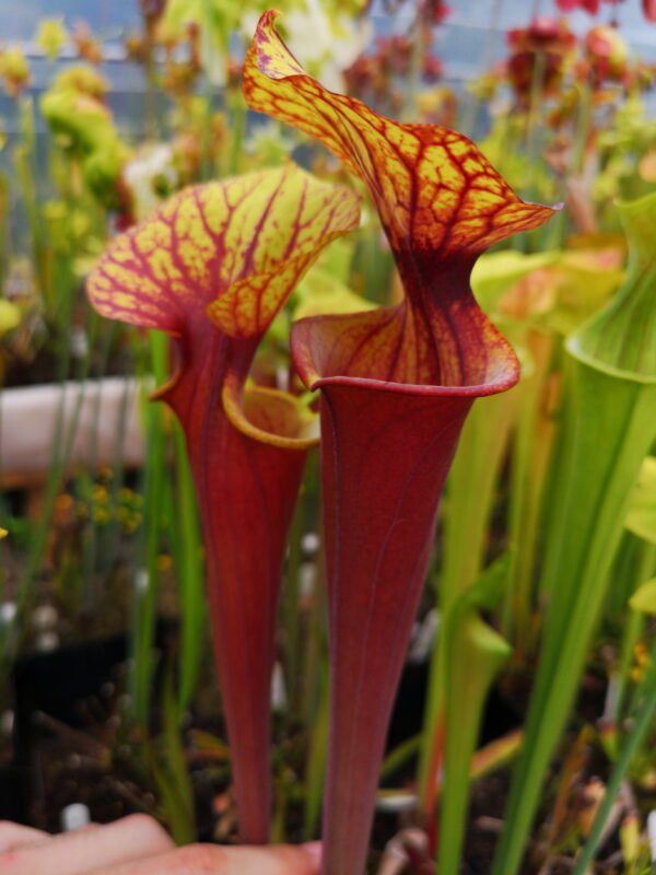 Il s'agit d'une plante carnivore de type sarracenia rubricorpora, elle possède des pièges en forme de tube.