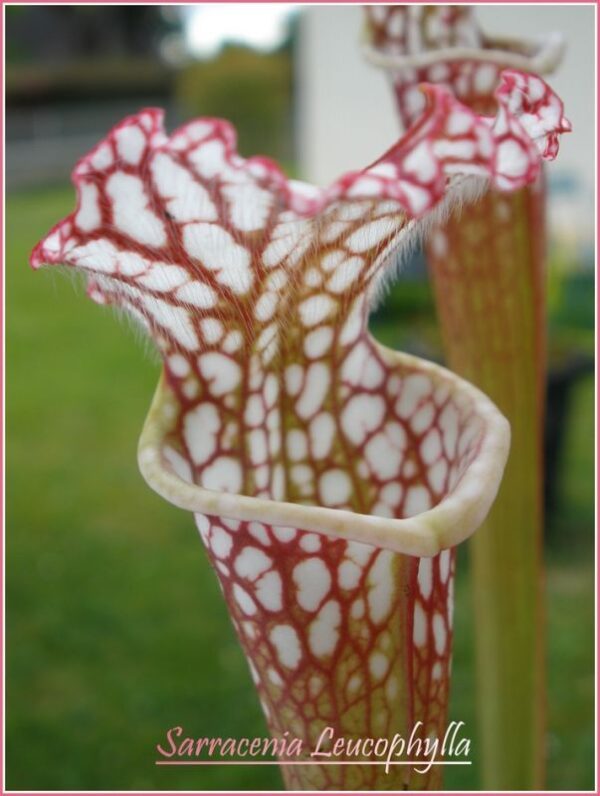 il s'agit d'une plante carnivore de type leucophylla , elle est blanche et rose.