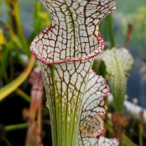 Il s'agit d'une plante carnivore de type sarracenia, elle possède des pièges blancs, rouges et verts en forme de tubes.