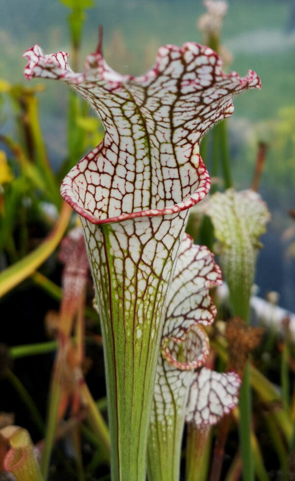 Il s'agit d'une plante carnivore de type sarracenia, elle possède des pièges blancs, rouges et verts en forme de tubes.