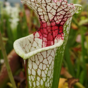 Il s'agit d'une plante carnivore avec le haut du piège qui est blanc et qui possède une tache rouge vive.