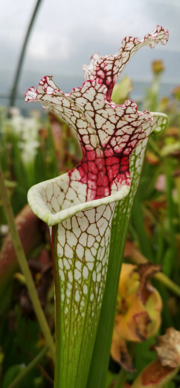 Il s'agit d'une plante carnivore avec le haut du piège qui est blanc et qui possède une tache rouge vive.