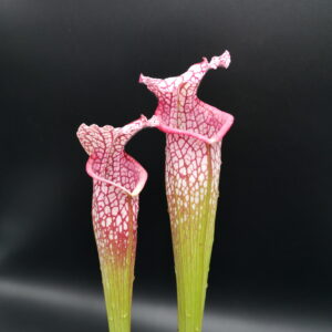 Il s'agit d'une plante carnivore de type sarracenia avec des pièges en tubes et une couleur rose et blanche