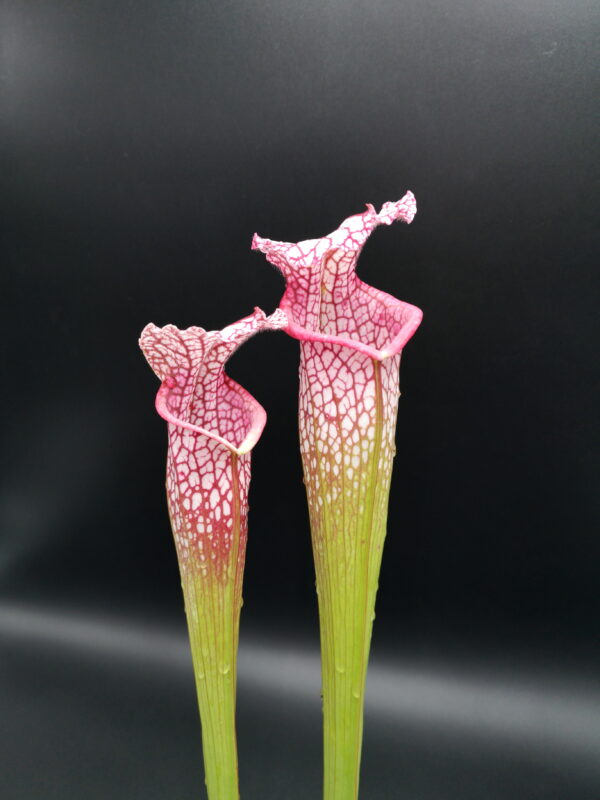 Il s'agit d'une plante carnivore de type sarracenia avec des pièges en tubes et une couleur rose et blanche