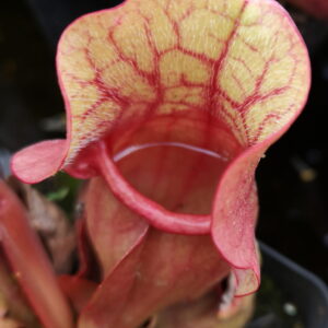 Il 'agit d'une plante carnivore de type purpurea avec les pièges assez bas et rosés.