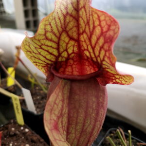 Sarracenia S.PV05 purpurea ssp. venosa -- 'Chipola Giant' est une plante carnivore avec des pièges assez bas qui capturent pasm al de limaces.