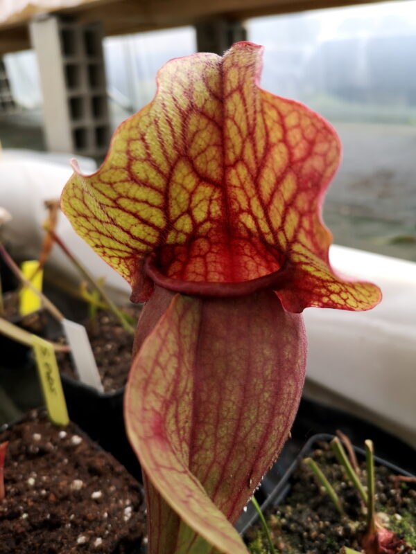 Sarracenia S.PV05 purpurea ssp. venosa -- 'Chipola Giant' est une plante carnivore avec des pièges assez bas qui capturent pasm al de limaces.