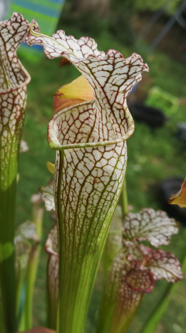 C'est une plante carnivore de type sarracenia avec des pièges blancs et des veines