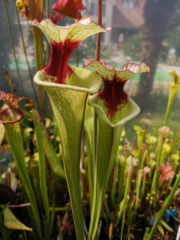 Il s'agit d'une plante carnivore blanche et verte avec une tâche rouge, elle capture les insectes avec des pièges à tubes.