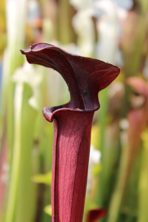 Il s'agit d'une plante carnivore de type sarracenia, elle est totalement rouge.