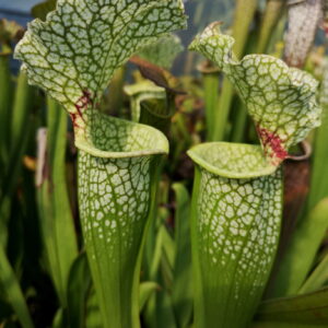 C'est une plante carnivore de type sarracenia, un moorei qui est de couleur verte blanche et rouge.