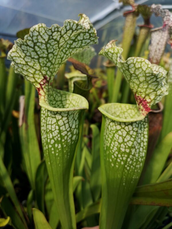 C'est une plante carnivore de type sarracenia, un moorei qui est de couleur verte blanche et rouge.