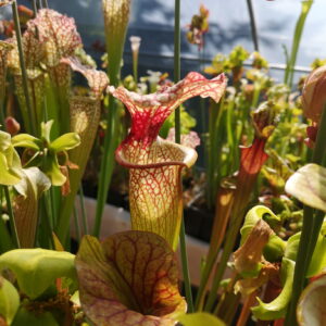 Il s'agit d'une plante carnivore de type sarracenia, c'est un hybride x moorei.