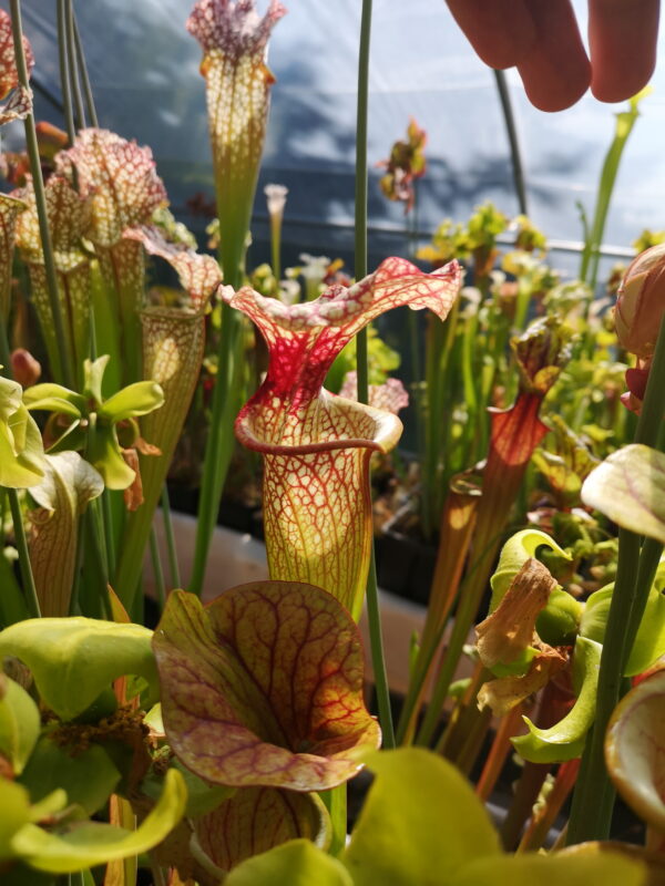 Il s'agit d'une plante carnivore de type sarracenia, c'est un hybride x moorei.