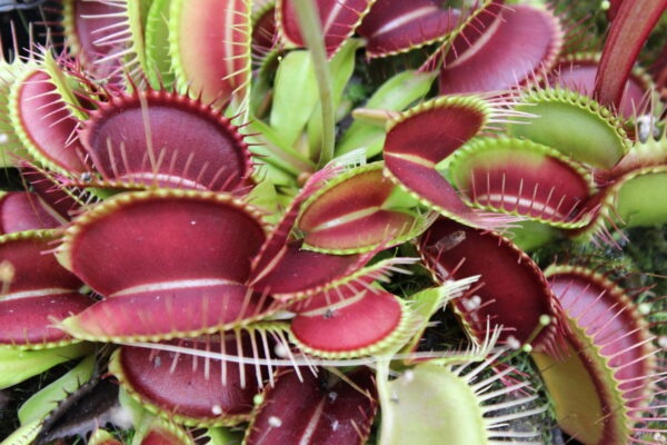 Il s'agit d'une plante carnivore avec des pièges à machoires de grandes tailles.