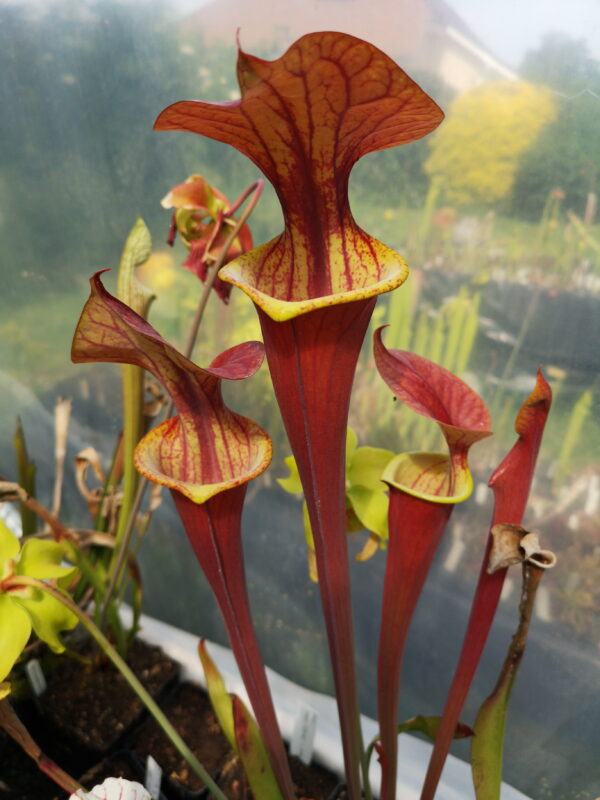 Il s'agit d'une plante carnivore de type sarracenia qui possède des pièges bien rouges.