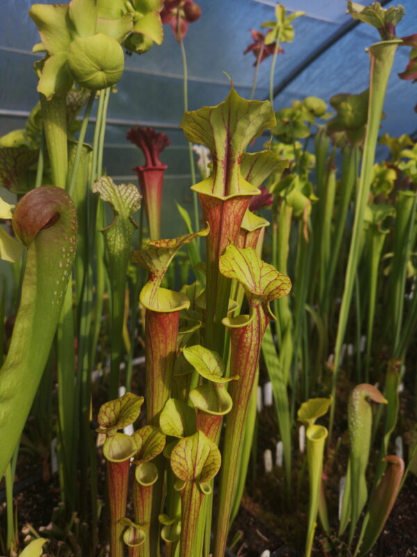 Il s'agit d'une plante carnivore de type sarracenia avec les pièges qui se colorent progressivement.