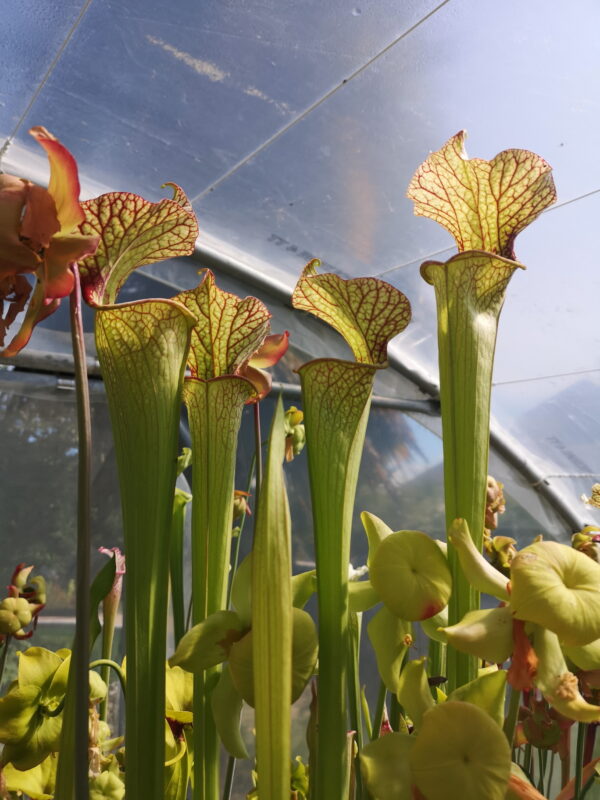 Il s'agit d'une photo de sarracenia qui a de très grands pièges.