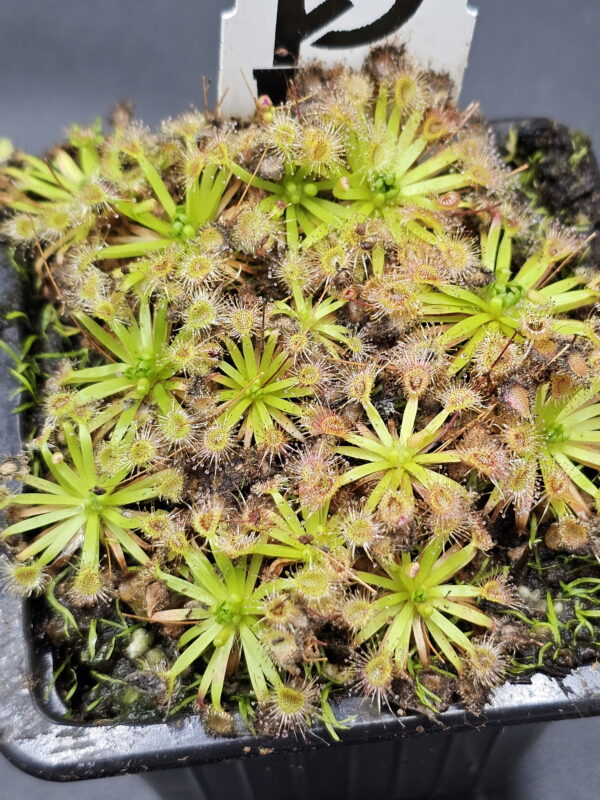 There are over 50 species of pygmy Drosera. They are found primarily in southern Western Australia. Two species are found outside that region. The widespread species Drosera pygmaea is found in extreme southern West Australia, south eastern Australia, Tasmania, and New Zealand. The disjunct species Drosera meristocaulis is found only at an elevation of 1700 to 2200 m on the Cerro de la Neblina tepuis in South America along the border of Venezuela and Brazil. Most pygmy Drosera are generally found in areas with wet winters and dry summers. During the winter and spring the plants grow and bloom. During the summer they go dormant and survive (or not) with only a stipule bud above ground. Their long roots anchor the plant and bring up moisture from deep in the soil. In the fall the stipule buds put out gemmae before the winter leaves. Gemmae allow the plants to reproduce asexually and to spread short distances. Some species such as Drosera pulchella are found in areas that are cooler and wetter in the summer so they don't generally form stipule buds. Drosera meristocaulis grows near the equator at high elevations. It does not produce gemmae. As the name implies, pygmy Drosera tend to be small plants. Typically they are 15 to 20 mm wide and hug the ground but some of the larger species in the group can get up to 50 mm across and grow 50 mm tall in one season. After a number of years they can get to be quite tall with the stem completely surrounded with dead leaves. Pygmy Drosera are very easy to grow indoors with or without a terrarium. The ground hugging species are especially spectacular when planted close together as they can make a solid mat of glistening tiny leaves. They do require intense light. A sunny window may not provide enough light. LED lighting is recommended. If the lights are on a constant amount each day, the plants may not bloom or produce gemmae. You may need a light timer with a function that adjusts the on time to local sunrise and sunset. These plants do well in pots outdoors and in fact will probably do better outdoors than under lights in a humid terrarium. In mild winter areas the plants can be grown outdoors year round. In other areas, the plants can be brought indoors or placed in a greenhouse during the winter. If indoors, make sure they continue under a natural light cycle. When outdoors it may be best to protect the plants from rain and birds.