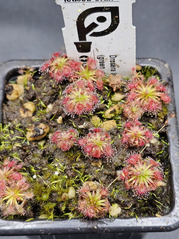 There are over 50 species of pygmy Drosera. They are found primarily in southern Western Australia. Two species are found outside that region. The widespread species Drosera pygmaea is found in extreme southern West Australia, south eastern Australia, Tasmania, and New Zealand. The disjunct species Drosera meristocaulis is found only at an elevation of 1700 to 2200 m on the Cerro de la Neblina tepuis in South America along the border of Venezuela and Brazil. Most pygmy Drosera are generally found in areas with wet winters and dry summers. During the winter and spring the plants grow and bloom. During the summer they go dormant and survive (or not) with only a stipule bud above ground. Their long roots anchor the plant and bring up moisture from deep in the soil. In the fall the stipule buds put out gemmae before the winter leaves. Gemmae allow the plants to reproduce asexually and to spread short distances. Some species such as Drosera pulchella are found in areas that are cooler and wetter in the summer so they don't generally form stipule buds. Drosera meristocaulis grows near the equator at high elevations. It does not produce gemmae. As the name implies, pygmy Drosera tend to be small plants. Typically they are 15 to 20 mm wide and hug the ground but some of the larger species in the group can get up to 50 mm across and grow 50 mm tall in one season. After a number of years they can get to be quite tall with the stem completely surrounded with dead leaves. Pygmy Drosera are very easy to grow indoors with or without a terrarium. The ground hugging species are especially spectacular when planted close together as they can make a solid mat of glistening tiny leaves. They do require intense light. A sunny window may not provide enough light. LED lighting is recommended. If the lights are on a constant amount each day, the plants may not bloom or produce gemmae. You may need a light timer with a function that adjusts the on time to local sunrise and sunset. These plants do well in pots outdoors and in fact will probably do better outdoors than under lights in a humid terrarium. In mild winter areas the plants can be grown outdoors year round. In other areas, the plants can be brought indoors or placed in a greenhouse during the winter. If indoors, make sure they continue under a natural light cycle. When outdoors it may be best to protect the plants from rain and birds.