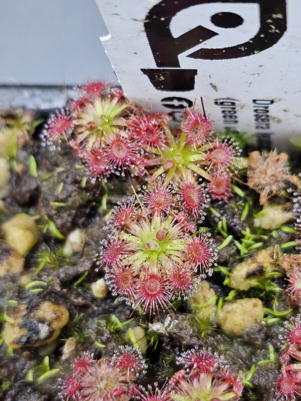 There are over 50 species of pygmy Drosera. They are found primarily in southern Western Australia. Two species are found outside that region. The widespread species Drosera pygmaea is found in extreme southern West Australia, south eastern Australia, Tasmania, and New Zealand. The disjunct species Drosera meristocaulis is found only at an elevation of 1700 to 2200 m on the Cerro de la Neblina tepuis in South America along the border of Venezuela and Brazil. Most pygmy Drosera are generally found in areas with wet winters and dry summers. During the winter and spring the plants grow and bloom. During the summer they go dormant and survive (or not) with only a stipule bud above ground. Their long roots anchor the plant and bring up moisture from deep in the soil. In the fall the stipule buds put out gemmae before the winter leaves. Gemmae allow the plants to reproduce asexually and to spread short distances. Some species such as Drosera pulchella are found in areas that are cooler and wetter in the summer so they don't generally form stipule buds. Drosera meristocaulis grows near the equator at high elevations. It does not produce gemmae. As the name implies, pygmy Drosera tend to be small plants. Typically they are 15 to 20 mm wide and hug the ground but some of the larger species in the group can get up to 50 mm across and grow 50 mm tall in one season. After a number of years they can get to be quite tall with the stem completely surrounded with dead leaves. Pygmy Drosera are very easy to grow indoors with or without a terrarium. The ground hugging species are especially spectacular when planted close together as they can make a solid mat of glistening tiny leaves. They do require intense light. A sunny window may not provide enough light. LED lighting is recommended. If the lights are on a constant amount each day, the plants may not bloom or produce gemmae. You may need a light timer with a function that adjusts the on time to local sunrise and sunset. These plants do well in pots outdoors and in fact will probably do better outdoors than under lights in a humid terrarium. In mild winter areas the plants can be grown outdoors year round. In other areas, the plants can be brought indoors or placed in a greenhouse during the winter. If indoors, make sure they continue under a natural light cycle. When outdoors it may be best to protect the plants from rain and birds.