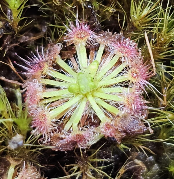 There are over 50 species of pygmy Drosera. They are found primarily in southern Western Australia. Two species are found outside that region. The widespread species Drosera pygmaea is found in extreme southern West Australia, south eastern Australia, Tasmania, and New Zealand. The disjunct species Drosera meristocaulis is found only at an elevation of 1700 to 2200 m on the Cerro de la Neblina tepuis in South America along the border of Venezuela and Brazil. Most pygmy Drosera are generally found in areas with wet winters and dry summers. During the winter and spring the plants grow and bloom. During the summer they go dormant and survive (or not) with only a stipule bud above ground. Their long roots anchor the plant and bring up moisture from deep in the soil. In the fall the stipule buds put out gemmae before the winter leaves. Gemmae allow the plants to reproduce asexually and to spread short distances. Some species such as Drosera pulchella are found in areas that are cooler and wetter in the summer so they don't generally form stipule buds. Drosera meristocaulis grows near the equator at high elevations. It does not produce gemmae. As the name implies, pygmy Drosera tend to be small plants. Typically they are 15 to 20 mm wide and hug the ground but some of the larger species in the group can get up to 50 mm across and grow 50 mm tall in one season. After a number of years they can get to be quite tall with the stem completely surrounded with dead leaves. Pygmy Drosera are very easy to grow indoors with or without a terrarium. The ground hugging species are especially spectacular when planted close together as they can make a solid mat of glistening tiny leaves. They do require intense light. A sunny window may not provide enough light. LED lighting is recommended. If the lights are on a constant amount each day, the plants may not bloom or produce gemmae. You may need a light timer with a function that adjusts the on time to local sunrise and sunset. These plants do well in pots outdoors and in fact will probably do better outdoors than under lights in a humid terrarium. In mild winter areas the plants can be grown outdoors year round. In other areas, the plants can be brought indoors or placed in a greenhouse during the winter. If indoors, make sure they continue under a natural light cycle. When outdoors it may be best to protect the plants from rain and birds.