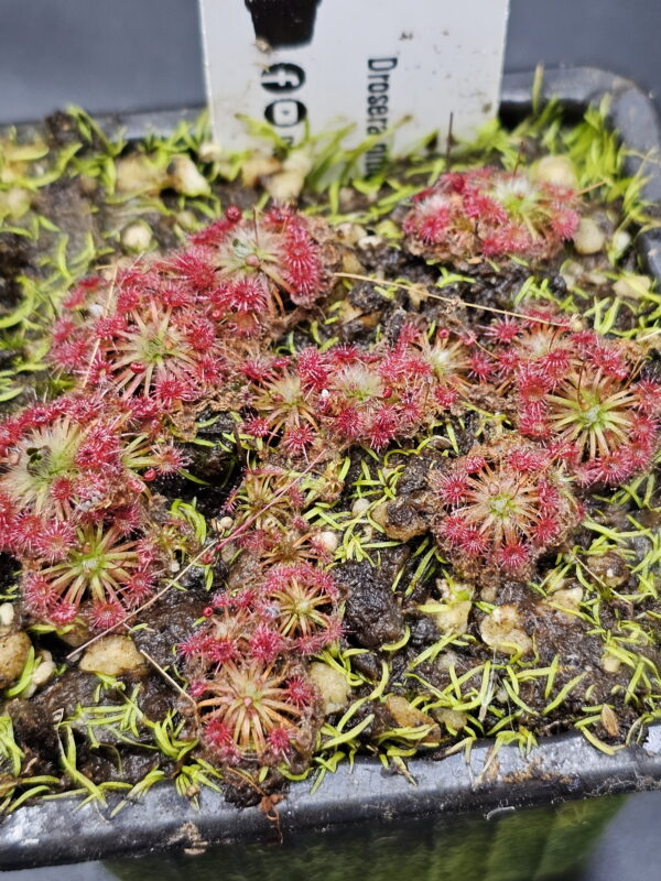 There are over 50 species of pygmy Drosera. They are found primarily in southern Western Australia. Two species are found outside that region. The widespread species Drosera pygmaea is found in extreme southern West Australia, south eastern Australia, Tasmania, and New Zealand. The disjunct species Drosera meristocaulis is found only at an elevation of 1700 to 2200 m on the Cerro de la Neblina tepuis in South America along the border of Venezuela and Brazil. Most pygmy Drosera are generally found in areas with wet winters and dry summers. During the winter and spring the plants grow and bloom. During the summer they go dormant and survive (or not) with only a stipule bud above ground. Their long roots anchor the plant and bring up moisture from deep in the soil. In the fall the stipule buds put out gemmae before the winter leaves. Gemmae allow the plants to reproduce asexually and to spread short distances. Some species such as Drosera pulchella are found in areas that are cooler and wetter in the summer so they don't generally form stipule buds. Drosera meristocaulis grows near the equator at high elevations. It does not produce gemmae. As the name implies, pygmy Drosera tend to be small plants. Typically they are 15 to 20 mm wide and hug the ground but some of the larger species in the group can get up to 50 mm across and grow 50 mm tall in one season. After a number of years they can get to be quite tall with the stem completely surrounded with dead leaves. Pygmy Drosera are very easy to grow indoors with or without a terrarium. The ground hugging species are especially spectacular when planted close together as they can make a solid mat of glistening tiny leaves. They do require intense light. A sunny window may not provide enough light. LED lighting is recommended. If the lights are on a constant amount each day, the plants may not bloom or produce gemmae. You may need a light timer with a function that adjusts the on time to local sunrise and sunset. These plants do well in pots outdoors and in fact will probably do better outdoors than under lights in a humid terrarium. In mild winter areas the plants can be grown outdoors year round. In other areas, the plants can be brought indoors or placed in a greenhouse during the winter. If indoors, make sure they continue under a natural light cycle. When outdoors it may be best to protect the plants from rain and birds.