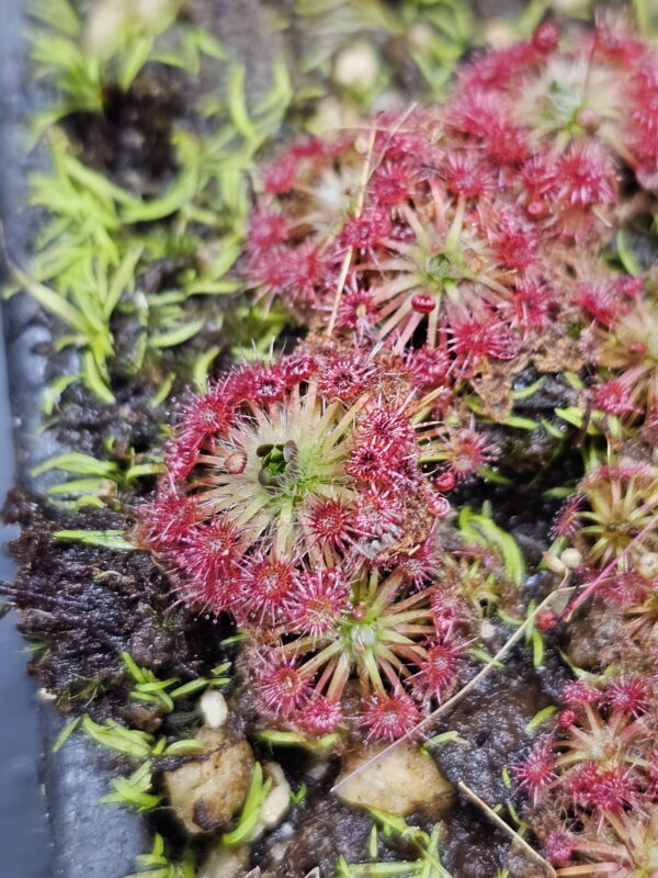 There are over 50 species of pygmy Drosera. They are found primarily in southern Western Australia. Two species are found outside that region. The widespread species Drosera pygmaea is found in extreme southern West Australia, south eastern Australia, Tasmania, and New Zealand. The disjunct species Drosera meristocaulis is found only at an elevation of 1700 to 2200 m on the Cerro de la Neblina tepuis in South America along the border of Venezuela and Brazil. Most pygmy Drosera are generally found in areas with wet winters and dry summers. During the winter and spring the plants grow and bloom. During the summer they go dormant and survive (or not) with only a stipule bud above ground. Their long roots anchor the plant and bring up moisture from deep in the soil. In the fall the stipule buds put out gemmae before the winter leaves. Gemmae allow the plants to reproduce asexually and to spread short distances. Some species such as Drosera pulchella are found in areas that are cooler and wetter in the summer so they don't generally form stipule buds. Drosera meristocaulis grows near the equator at high elevations. It does not produce gemmae. As the name implies, pygmy Drosera tend to be small plants. Typically they are 15 to 20 mm wide and hug the ground but some of the larger species in the group can get up to 50 mm across and grow 50 mm tall in one season. After a number of years they can get to be quite tall with the stem completely surrounded with dead leaves. Pygmy Drosera are very easy to grow indoors with or without a terrarium. The ground hugging species are especially spectacular when planted close together as they can make a solid mat of glistening tiny leaves. They do require intense light. A sunny window may not provide enough light. LED lighting is recommended. If the lights are on a constant amount each day, the plants may not bloom or produce gemmae. You may need a light timer with a function that adjusts the on time to local sunrise and sunset. These plants do well in pots outdoors and in fact will probably do better outdoors than under lights in a humid terrarium. In mild winter areas the plants can be grown outdoors year round. In other areas, the plants can be brought indoors or placed in a greenhouse during the winter. If indoors, make sure they continue under a natural light cycle. When outdoors it may be best to protect the plants from rain and birds.