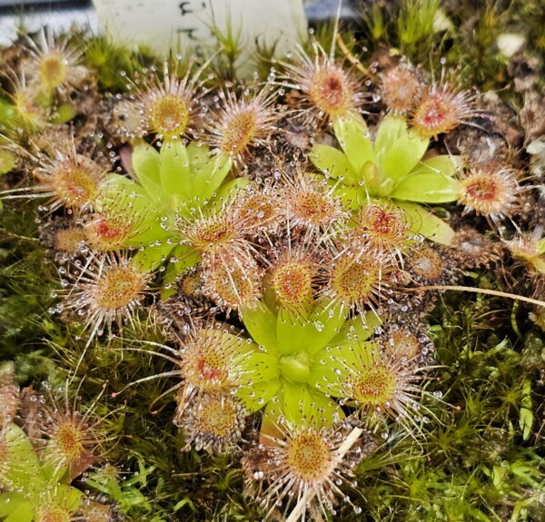 There are over 50 species of pygmy Drosera. They are found primarily in southern Western Australia. Two species are found outside that region. The widespread species Drosera pygmaea is found in extreme southern West Australia, south eastern Australia, Tasmania, and New Zealand. The disjunct species Drosera meristocaulis is found only at an elevation of 1700 to 2200 m on the Cerro de la Neblina tepuis in South America along the border of Venezuela and Brazil. Most pygmy Drosera are generally found in areas with wet winters and dry summers. During the winter and spring the plants grow and bloom. During the summer they go dormant and survive (or not) with only a stipule bud above ground. Their long roots anchor the plant and bring up moisture from deep in the soil. In the fall the stipule buds put out gemmae before the winter leaves. Gemmae allow the plants to reproduce asexually and to spread short distances. Some species such as Drosera pulchella are found in areas that are cooler and wetter in the summer so they don't generally form stipule buds. Drosera meristocaulis grows near the equator at high elevations. It does not produce gemmae. As the name implies, pygmy Drosera tend to be small plants. Typically they are 15 to 20 mm wide and hug the ground but some of the larger species in the group can get up to 50 mm across and grow 50 mm tall in one season. After a number of years they can get to be quite tall with the stem completely surrounded with dead leaves. Pygmy Drosera are very easy to grow indoors with or without a terrarium. The ground hugging species are especially spectacular when planted close together as they can make a solid mat of glistening tiny leaves. They do require intense light. A sunny window may not provide enough light. LED lighting is recommended. If the lights are on a constant amount each day, the plants may not bloom or produce gemmae. You may need a light timer with a function that adjusts the on time to local sunrise and sunset. These plants do well in pots outdoors and in fact will probably do better outdoors than under lights in a humid terrarium. In mild winter areas the plants can be grown outdoors year round. In other areas, the plants can be brought indoors or placed in a greenhouse during the winter. If indoors, make sure they continue under a natural light cycle. When outdoors it may be best to protect the plants from rain and birds.