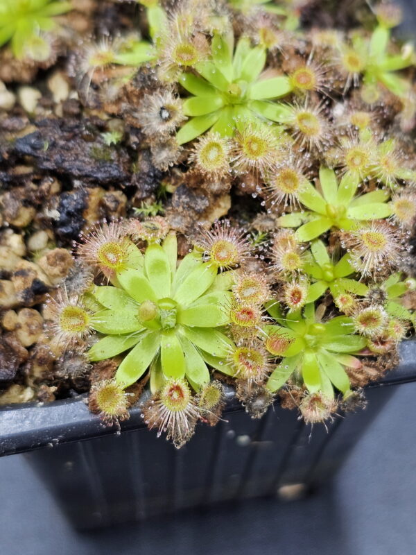 There are over 50 species of pygmy Drosera. They are found primarily in southern Western Australia. Two species are found outside that region. The widespread species Drosera pygmaea is found in extreme southern West Australia, south eastern Australia, Tasmania, and New Zealand. The disjunct species Drosera meristocaulis is found only at an elevation of 1700 to 2200 m on the Cerro de la Neblina tepuis in South America along the border of Venezuela and Brazil. Most pygmy Drosera are generally found in areas with wet winters and dry summers. During the winter and spring the plants grow and bloom. During the summer they go dormant and survive (or not) with only a stipule bud above ground. Their long roots anchor the plant and bring up moisture from deep in the soil. In the fall the stipule buds put out gemmae before the winter leaves. Gemmae allow the plants to reproduce asexually and to spread short distances. Some species such as Drosera pulchella are found in areas that are cooler and wetter in the summer so they don't generally form stipule buds. Drosera meristocaulis grows near the equator at high elevations. It does not produce gemmae. As the name implies, pygmy Drosera tend to be small plants. Typically they are 15 to 20 mm wide and hug the ground but some of the larger species in the group can get up to 50 mm across and grow 50 mm tall in one season. After a number of years they can get to be quite tall with the stem completely surrounded with dead leaves. Pygmy Drosera are very easy to grow indoors with or without a terrarium. The ground hugging species are especially spectacular when planted close together as they can make a solid mat of glistening tiny leaves. They do require intense light. A sunny window may not provide enough light. LED lighting is recommended. If the lights are on a constant amount each day, the plants may not bloom or produce gemmae. You may need a light timer with a function that adjusts the on time to local sunrise and sunset. These plants do well in pots outdoors and in fact will probably do better outdoors than under lights in a humid terrarium. In mild winter areas the plants can be grown outdoors year round. In other areas, the plants can be brought indoors or placed in a greenhouse during the winter. If indoors, make sure they continue under a natural light cycle. When outdoors it may be best to protect the plants from rain and birds.