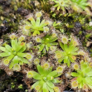 There are over 50 species of pygmy Drosera. They are found primarily in southern Western Australia. Two species are found outside that region. The widespread species Drosera pygmaea is found in extreme southern West Australia, south eastern Australia, Tasmania, and New Zealand. The disjunct species Drosera meristocaulis is found only at an elevation of 1700 to 2200 m on the Cerro de la Neblina tepuis in South America along the border of Venezuela and Brazil. Most pygmy Drosera are generally found in areas with wet winters and dry summers. During the winter and spring the plants grow and bloom. During the summer they go dormant and survive (or not) with only a stipule bud above ground. Their long roots anchor the plant and bring up moisture from deep in the soil. In the fall the stipule buds put out gemmae before the winter leaves. Gemmae allow the plants to reproduce asexually and to spread short distances. Some species such as Drosera pulchella are found in areas that are cooler and wetter in the summer so they don't generally form stipule buds. Drosera meristocaulis grows near the equator at high elevations. It does not produce gemmae. As the name implies, pygmy Drosera tend to be small plants. Typically they are 15 to 20 mm wide and hug the ground but some of the larger species in the group can get up to 50 mm across and grow 50 mm tall in one season. After a number of years they can get to be quite tall with the stem completely surrounded with dead leaves. Pygmy Drosera are very easy to grow indoors with or without a terrarium. The ground hugging species are especially spectacular when planted close together as they can make a solid mat of glistening tiny leaves. They do require intense light. A sunny window may not provide enough light. LED lighting is recommended. If the lights are on a constant amount each day, the plants may not bloom or produce gemmae. You may need a light timer with a function that adjusts the on time to local sunrise and sunset. These plants do well in pots outdoors and in fact will probably do better outdoors than under lights in a humid terrarium. In mild winter areas the plants can be grown outdoors year round. In other areas, the plants can be brought indoors or placed in a greenhouse during the winter. If indoors, make sure they continue under a natural light cycle. When outdoors it may be best to protect the plants from rain and birds.