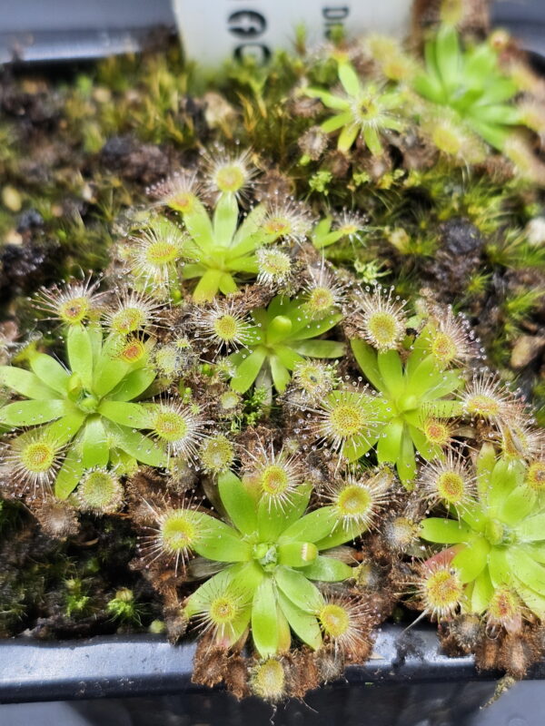 There are over 50 species of pygmy Drosera. They are found primarily in southern Western Australia. Two species are found outside that region. The widespread species Drosera pygmaea is found in extreme southern West Australia, south eastern Australia, Tasmania, and New Zealand. The disjunct species Drosera meristocaulis is found only at an elevation of 1700 to 2200 m on the Cerro de la Neblina tepuis in South America along the border of Venezuela and Brazil. Most pygmy Drosera are generally found in areas with wet winters and dry summers. During the winter and spring the plants grow and bloom. During the summer they go dormant and survive (or not) with only a stipule bud above ground. Their long roots anchor the plant and bring up moisture from deep in the soil. In the fall the stipule buds put out gemmae before the winter leaves. Gemmae allow the plants to reproduce asexually and to spread short distances. Some species such as Drosera pulchella are found in areas that are cooler and wetter in the summer so they don't generally form stipule buds. Drosera meristocaulis grows near the equator at high elevations. It does not produce gemmae. As the name implies, pygmy Drosera tend to be small plants. Typically they are 15 to 20 mm wide and hug the ground but some of the larger species in the group can get up to 50 mm across and grow 50 mm tall in one season. After a number of years they can get to be quite tall with the stem completely surrounded with dead leaves. Pygmy Drosera are very easy to grow indoors with or without a terrarium. The ground hugging species are especially spectacular when planted close together as they can make a solid mat of glistening tiny leaves. They do require intense light. A sunny window may not provide enough light. LED lighting is recommended. If the lights are on a constant amount each day, the plants may not bloom or produce gemmae. You may need a light timer with a function that adjusts the on time to local sunrise and sunset. These plants do well in pots outdoors and in fact will probably do better outdoors than under lights in a humid terrarium. In mild winter areas the plants can be grown outdoors year round. In other areas, the plants can be brought indoors or placed in a greenhouse during the winter. If indoors, make sure they continue under a natural light cycle. When outdoors it may be best to protect the plants from rain and birds.