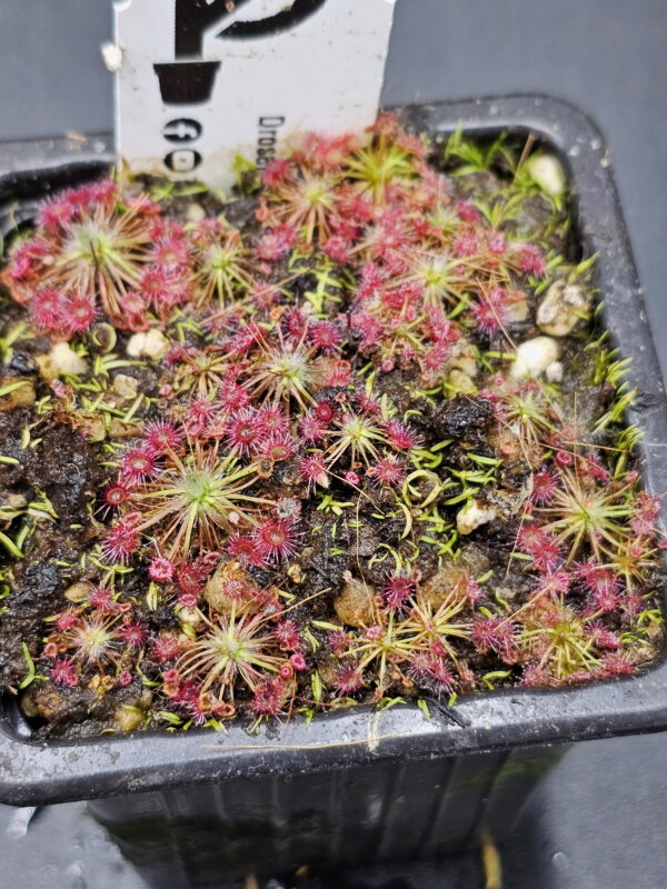 There are over 50 species of pygmy Drosera. They are found primarily in southern Western Australia. Two species are found outside that region. The widespread species Drosera pygmaea is found in extreme southern West Australia, south eastern Australia, Tasmania, and New Zealand. The disjunct species Drosera meristocaulis is found only at an elevation of 1700 to 2200 m on the Cerro de la Neblina tepuis in South America along the border of Venezuela and Brazil. Most pygmy Drosera are generally found in areas with wet winters and dry summers. During the winter and spring the plants grow and bloom. During the summer they go dormant and survive (or not) with only a stipule bud above ground. Their long roots anchor the plant and bring up moisture from deep in the soil. In the fall the stipule buds put out gemmae before the winter leaves. Gemmae allow the plants to reproduce asexually and to spread short distances. Some species such as Drosera pulchella are found in areas that are cooler and wetter in the summer so they don't generally form stipule buds. Drosera meristocaulis grows near the equator at high elevations. It does not produce gemmae. As the name implies, pygmy Drosera tend to be small plants. Typically they are 15 to 20 mm wide and hug the ground but some of the larger species in the group can get up to 50 mm across and grow 50 mm tall in one season. After a number of years they can get to be quite tall with the stem completely surrounded with dead leaves. Pygmy Drosera are very easy to grow indoors with or without a terrarium. The ground hugging species are especially spectacular when planted close together as they can make a solid mat of glistening tiny leaves. They do require intense light. A sunny window may not provide enough light. LED lighting is recommended. If the lights are on a constant amount each day, the plants may not bloom or produce gemmae. You may need a light timer with a function that adjusts the on time to local sunrise and sunset. These plants do well in pots outdoors and in fact will probably do better outdoors than under lights in a humid terrarium. In mild winter areas the plants can be grown outdoors year round. In other areas, the plants can be brought indoors or placed in a greenhouse during the winter. If indoors, make sure they continue under a natural light cycle. When outdoors it may be best to protect the plants from rain and birds.