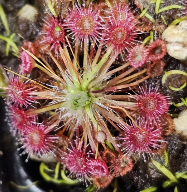 There are over 50 species of pygmy Drosera. They are found primarily in southern Western Australia. Two species are found outside that region. The widespread species Drosera pygmaea is found in extreme southern West Australia, south eastern Australia, Tasmania, and New Zealand. The disjunct species Drosera meristocaulis is found only at an elevation of 1700 to 2200 m on the Cerro de la Neblina tepuis in South America along the border of Venezuela and Brazil. Most pygmy Drosera are generally found in areas with wet winters and dry summers. During the winter and spring the plants grow and bloom. During the summer they go dormant and survive (or not) with only a stipule bud above ground. Their long roots anchor the plant and bring up moisture from deep in the soil. In the fall the stipule buds put out gemmae before the winter leaves. Gemmae allow the plants to reproduce asexually and to spread short distances. Some species such as Drosera pulchella are found in areas that are cooler and wetter in the summer so they don't generally form stipule buds. Drosera meristocaulis grows near the equator at high elevations. It does not produce gemmae. As the name implies, pygmy Drosera tend to be small plants. Typically they are 15 to 20 mm wide and hug the ground but some of the larger species in the group can get up to 50 mm across and grow 50 mm tall in one season. After a number of years they can get to be quite tall with the stem completely surrounded with dead leaves. Pygmy Drosera are very easy to grow indoors with or without a terrarium. The ground hugging species are especially spectacular when planted close together as they can make a solid mat of glistening tiny leaves. They do require intense light. A sunny window may not provide enough light. LED lighting is recommended. If the lights are on a constant amount each day, the plants may not bloom or produce gemmae. You may need a light timer with a function that adjusts the on time to local sunrise and sunset. These plants do well in pots outdoors and in fact will probably do better outdoors than under lights in a humid terrarium. In mild winter areas the plants can be grown outdoors year round. In other areas, the plants can be brought indoors or placed in a greenhouse during the winter. If indoors, make sure they continue under a natural light cycle. When outdoors it may be best to protect the plants from rain and birds.