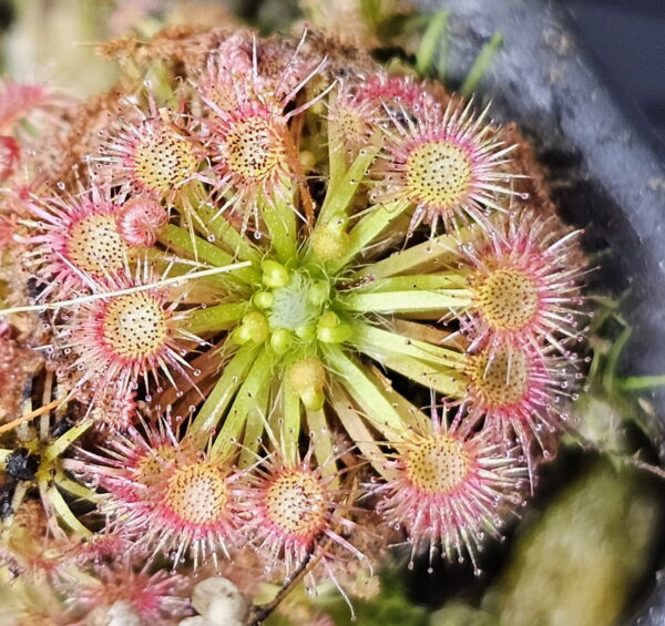 There are over 50 species of pygmy Drosera. They are found primarily in southern Western Australia. Two species are found outside that region. The widespread species Drosera pygmaea is found in extreme southern West Australia, south eastern Australia, Tasmania, and New Zealand. The disjunct species Drosera meristocaulis is found only at an elevation of 1700 to 2200 m on the Cerro de la Neblina tepuis in South America along the border of Venezuela and Brazil. Most pygmy Drosera are generally found in areas with wet winters and dry summers. During the winter and spring the plants grow and bloom. During the summer they go dormant and survive (or not) with only a stipule bud above ground. Their long roots anchor the plant and bring up moisture from deep in the soil. In the fall the stipule buds put out gemmae before the winter leaves. Gemmae allow the plants to reproduce asexually and to spread short distances. Some species such as Drosera pulchella are found in areas that are cooler and wetter in the summer so they don't generally form stipule buds. Drosera meristocaulis grows near the equator at high elevations. It does not produce gemmae. As the name implies, pygmy Drosera tend to be small plants. Typically they are 15 to 20 mm wide and hug the ground but some of the larger species in the group can get up to 50 mm across and grow 50 mm tall in one season. After a number of years they can get to be quite tall with the stem completely surrounded with dead leaves. Pygmy Drosera are very easy to grow indoors with or without a terrarium. The ground hugging species are especially spectacular when planted close together as they can make a solid mat of glistening tiny leaves. They do require intense light. A sunny window may not provide enough light. LED lighting is recommended. If the lights are on a constant amount each day, the plants may not bloom or produce gemmae. You may need a light timer with a function that adjusts the on time to local sunrise and sunset. These plants do well in pots outdoors and in fact will probably do better outdoors than under lights in a humid terrarium. In mild winter areas the plants can be grown outdoors year round. In other areas, the plants can be brought indoors or placed in a greenhouse during the winter. If indoors, make sure they continue under a natural light cycle. When outdoors it may be best to protect the plants from rain and birds.