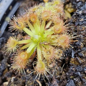 There are over 50 species of pygmy Drosera. They are found primarily in southern Western Australia. Two species are found outside that region. The widespread species Drosera pygmaea is found in extreme southern West Australia, south eastern Australia, Tasmania, and New Zealand. The disjunct species Drosera meristocaulis is found only at an elevation of 1700 to 2200 m on the Cerro de la Neblina tepuis in South America along the border of Venezuela and Brazil. Most pygmy Drosera are generally found in areas with wet winters and dry summers. During the winter and spring the plants grow and bloom. During the summer they go dormant and survive (or not) with only a stipule bud above ground. Their long roots anchor the plant and bring up moisture from deep in the soil. In the fall the stipule buds put out gemmae before the winter leaves. Gemmae allow the plants to reproduce asexually and to spread short distances. Some species such as Drosera pulchella are found in areas that are cooler and wetter in the summer so they don't generally form stipule buds. Drosera meristocaulis grows near the equator at high elevations. It does not produce gemmae. As the name implies, pygmy Drosera tend to be small plants. Typically they are 15 to 20 mm wide and hug the ground but some of the larger species in the group can get up to 50 mm across and grow 50 mm tall in one season. After a number of years they can get to be quite tall with the stem completely surrounded with dead leaves. Pygmy Drosera are very easy to grow indoors with or without a terrarium. The ground hugging species are especially spectacular when planted close together as they can make a solid mat of glistening tiny leaves. They do require intense light. A sunny window may not provide enough light. LED lighting is recommended. If the lights are on a constant amount each day, the plants may not bloom or produce gemmae. You may need a light timer with a function that adjusts the on time to local sunrise and sunset. These plants do well in pots outdoors and in fact will probably do better outdoors than under lights in a humid terrarium. In mild winter areas the plants can be grown outdoors year round. In other areas, the plants can be brought indoors or placed in a greenhouse during the winter. If indoors, make sure they continue under a natural light cycle. When outdoors it may be best to protect the plants from rain and birds.