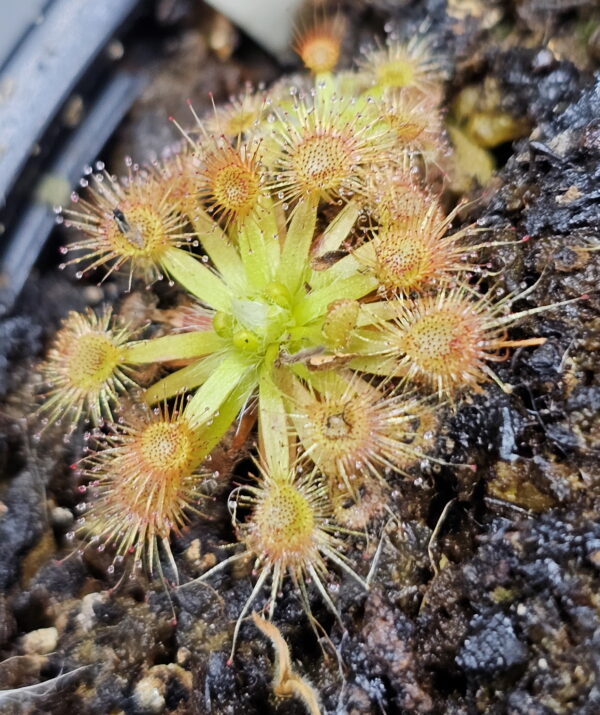 There are over 50 species of pygmy Drosera. They are found primarily in southern Western Australia. Two species are found outside that region. The widespread species Drosera pygmaea is found in extreme southern West Australia, south eastern Australia, Tasmania, and New Zealand. The disjunct species Drosera meristocaulis is found only at an elevation of 1700 to 2200 m on the Cerro de la Neblina tepuis in South America along the border of Venezuela and Brazil. Most pygmy Drosera are generally found in areas with wet winters and dry summers. During the winter and spring the plants grow and bloom. During the summer they go dormant and survive (or not) with only a stipule bud above ground. Their long roots anchor the plant and bring up moisture from deep in the soil. In the fall the stipule buds put out gemmae before the winter leaves. Gemmae allow the plants to reproduce asexually and to spread short distances. Some species such as Drosera pulchella are found in areas that are cooler and wetter in the summer so they don't generally form stipule buds. Drosera meristocaulis grows near the equator at high elevations. It does not produce gemmae. As the name implies, pygmy Drosera tend to be small plants. Typically they are 15 to 20 mm wide and hug the ground but some of the larger species in the group can get up to 50 mm across and grow 50 mm tall in one season. After a number of years they can get to be quite tall with the stem completely surrounded with dead leaves. Pygmy Drosera are very easy to grow indoors with or without a terrarium. The ground hugging species are especially spectacular when planted close together as they can make a solid mat of glistening tiny leaves. They do require intense light. A sunny window may not provide enough light. LED lighting is recommended. If the lights are on a constant amount each day, the plants may not bloom or produce gemmae. You may need a light timer with a function that adjusts the on time to local sunrise and sunset. These plants do well in pots outdoors and in fact will probably do better outdoors than under lights in a humid terrarium. In mild winter areas the plants can be grown outdoors year round. In other areas, the plants can be brought indoors or placed in a greenhouse during the winter. If indoors, make sure they continue under a natural light cycle. When outdoors it may be best to protect the plants from rain and birds.