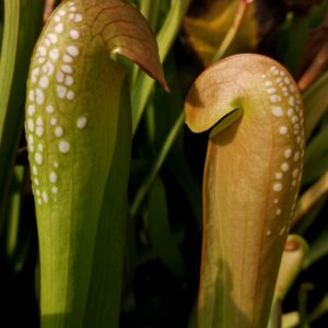 Il s'agit d'une plante carnivore de type sarracenia S.M05 minor  -- var. okefenokeensis, Okefenokee Giant, Clone reputed to reach 4ft, Alastair Culham, Reading University, (M18 MK).