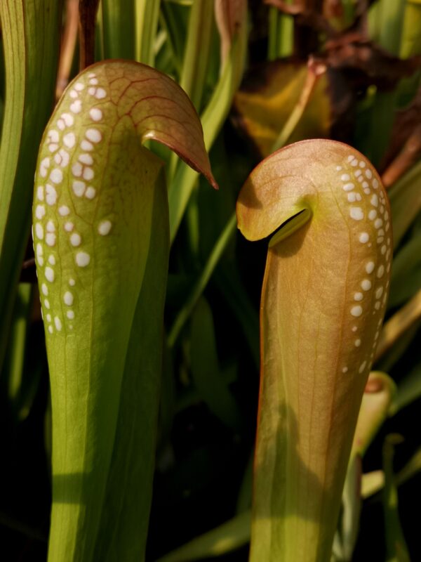 Il s'agit d'une plante carnivore de type sarracenia S.M05 minor  -- var. okefenokeensis, Okefenokee Giant, Clone reputed to reach 4ft, Alastair Culham, Reading University, (M18 MK).