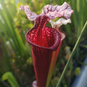 Il s'agit d'une plante carnivore de type sarracenia S.X422 'Ellie Wang'. C'est une plante rouge et blanche.