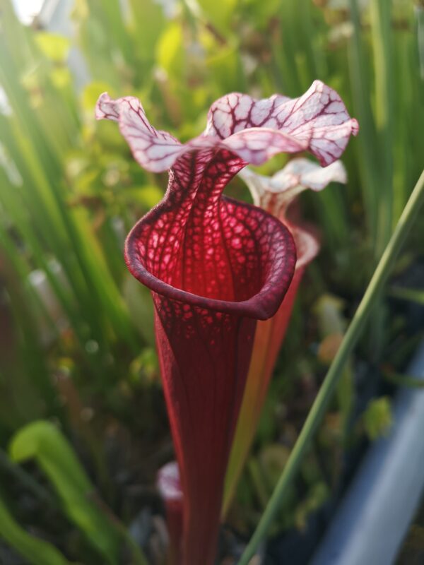 Il s'agit d'une plante carnivore de type sarracenia S.X422 'Ellie Wang'. C'est une plante rouge et blanche.