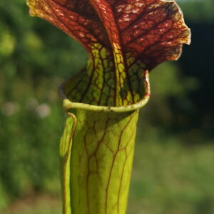 il s'agit d'une plante carnivore verte et rouge. C'est un hybride d'alata.